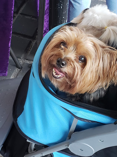 Arts Organization «Riverside Arts Market», reviews and photos, 715 Riverside Ave, Jacksonville, FL 32204, USA