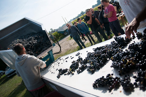 Les Vignobles Dignac à Lussac