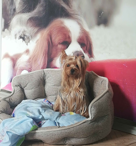 Mi Linda Mascota peluqueria canina, pet shop y hospedajes