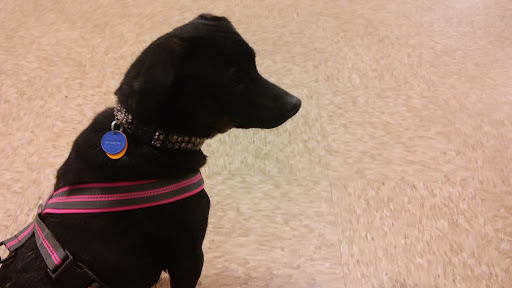 Pet Supply Store «PetSmart», reviews and photos, 849 E 23rd St, Panama City, FL 32405, USA