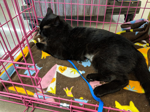 Pet Supply Store «Petco Animal Supplies», reviews and photos, 12444 NW 10th St #301, Yukon, OK 73099, USA