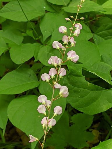 Nature Preserve «Scio Woods Preserve», reviews and photos, Scio Church Rd, Ann Arbor, MI 48103, USA