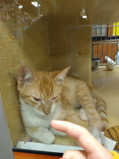 Pet Supply Store «PetSmart», reviews and photos, 15500 Panama City Beach Pkwy #340, Panama City Beach, FL 32413, USA