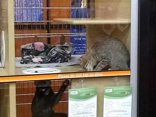 Pet Supply Store «PetSmart», reviews and photos, 3101 Market Center Drive, Morrisville, NC 27560, USA