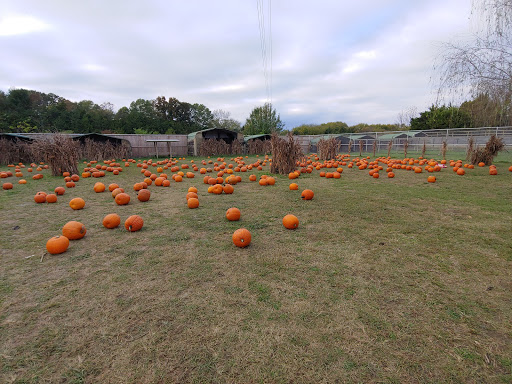 Zoo «Tupelo Buffalo Park & Zoo», reviews and photos, 2272 Coley Rd, Tupelo, MS 38801, USA