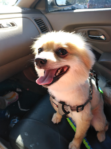 Pet Supply Store «PetSmart», reviews and photos, 1380 Fitzgerald Dr, Pinole, CA 94564, USA