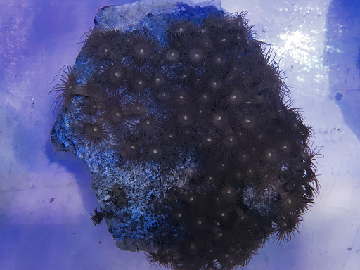 Pet Store «Acuario Piscis», reviews and photos, 3040 W Cermak Rd, Chicago, IL 60623, USA