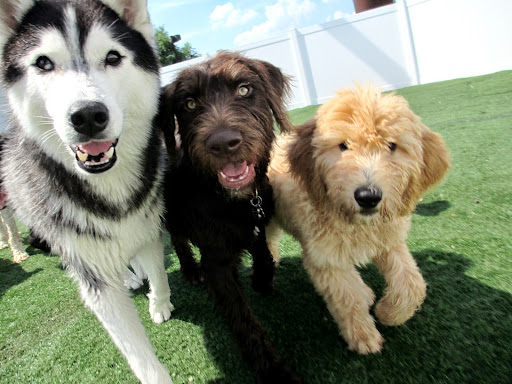 Dog handlers in Saint Louis