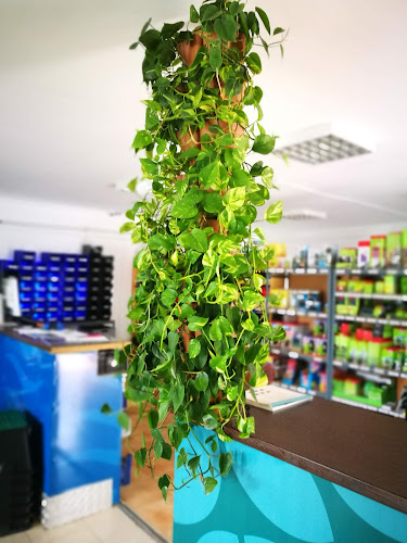 Zöldfalak, Élő növényfalak boltja, bemutatóterme - Minigarden®, Compact Nature Kft. - Kertészkedő