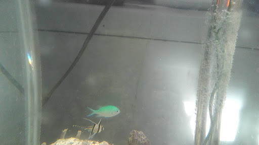 Pet Supply Store «Petco Animal Supplies», reviews and photos, 1014 Glenbrook Way, Hendersonville, TN 37075, USA