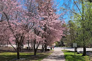 Roihuvuori Cherry Tree Park image