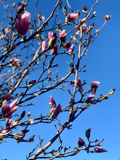 Private Golf Course «Ansley Golf Club», reviews and photos, 196 Montgomery Ferry Dr NE, Atlanta, GA 30309, USA