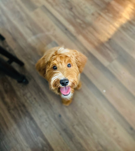 Pet Supply Store «Bark Avenue», reviews and photos, 3919 Park Dr, El Dorado Hills, CA 95762, USA