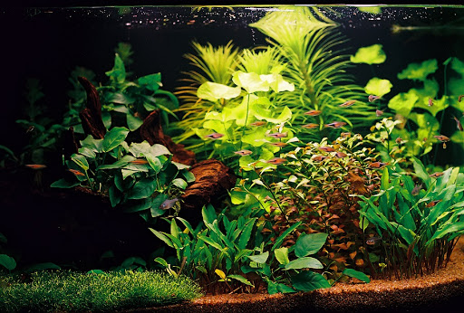 Pet Store «All Pet Center», reviews and photos, 1950 S Atlantic Blvd, Monterey Park, CA 91754, USA