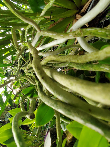 Orchard «The Orchard Shop», reviews and photos, 311 W St Joseph St, Muncie, IN 47303, USA