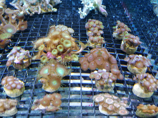 Pet Store «The Pet Zone», reviews and photos, 20 W Oak St, Pittston, PA 18640, USA