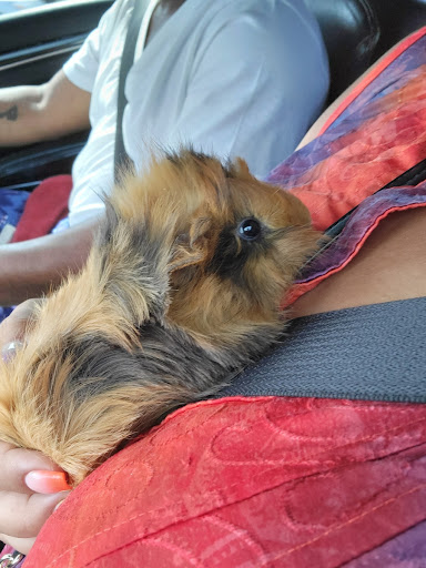 Pet Supply Store «Petco Animal Supplies», reviews and photos, 3264 Buford Dr NE #110, Buford, GA 30519, USA