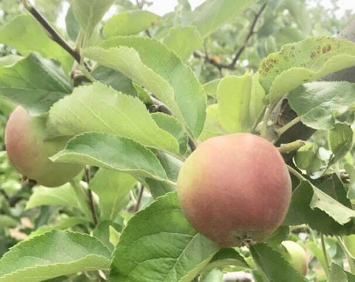 Produce Market «B&P Hitz Fruit Farm (Apples N Produce)», reviews and photos, 14070 Wilco Hwy NE, Woodburn, OR 97071, USA