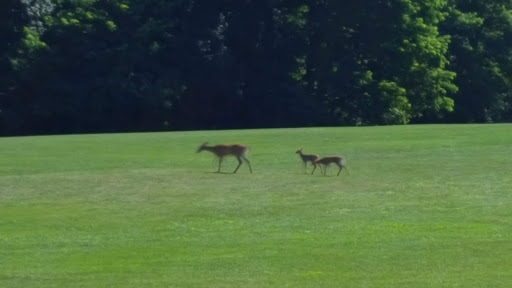 Golf Course «William F. Larkin Golf Course at Colonial Terrace», reviews and photos, 1003 Wickapecko Dr, Ocean Township, NJ 07712, USA