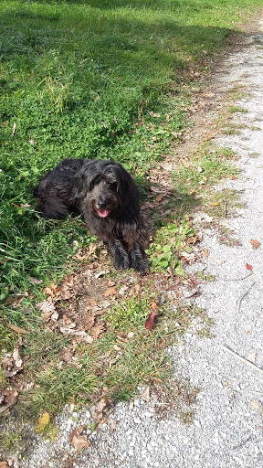 Dr.med.vet. Peter von Wittke unter Donauworth, Bayern