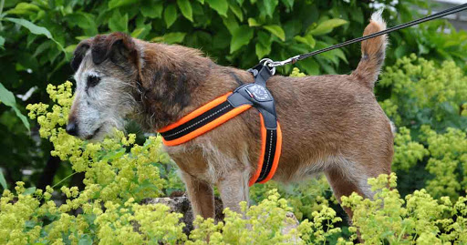 WuffWuffDesign der Hundeshop unter Esslingen, 