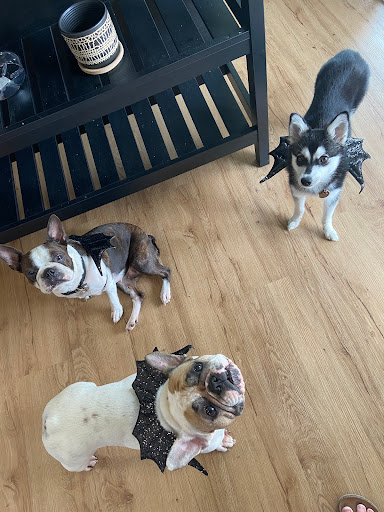 Pet Supply Store «Petco Animal Supplies», reviews and photos, 635 Cibolo Valley Drive #149, Cibolo, TX 78108, USA