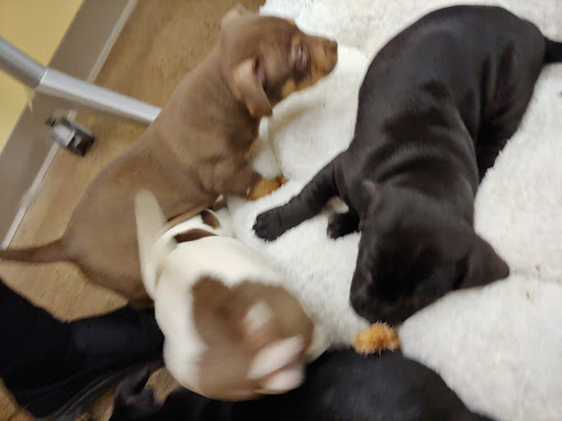 Pet Supply Store «PetPeople», reviews and photos, 6520 Telegraph Rd, Bloomfield Hills, MI 48301, USA