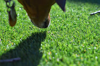 Smart Dog Dallas - Photo 2 - Car repair in Dallas, TX, Dallas