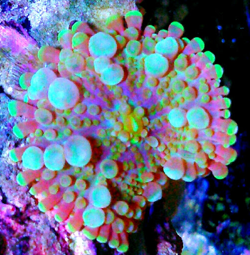 Tropical Fish Store «Arizona Custom Aquariums», reviews and photos, 3817 N Oracle Rd #A, Tucson, AZ 85705, USA