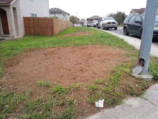 Common Spring Pests What Tree Pest Is Damaging My Trees 1