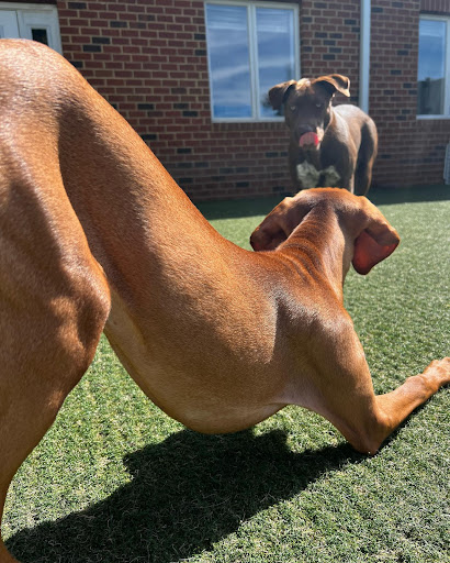 All Things Pawssible