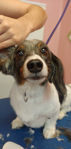 Pet Groomer «Furry Tails Pet Grooming», reviews and photos, 865 Cypress Pkwy, Poinciana, FL 34759, USA