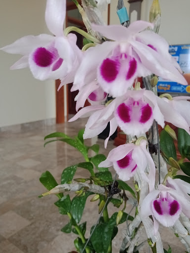 Nhà Vườn Đào Tiên