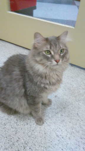 Pet Supply Store «Petco Animal Supplies», reviews and photos, 2784 W Peoria Ave, Phoenix, AZ 85029, USA