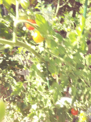 Gift Shop «The Pacific Northwest Shop», reviews and photos, 2702 N Proctor St, Tacoma, WA 98407, USA