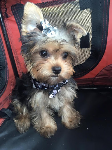 Veterinarian «PetCoral Resort and Veterinary», reviews and photos, 924 Del Prado Blvd, Cape Coral, FL 33990, USA