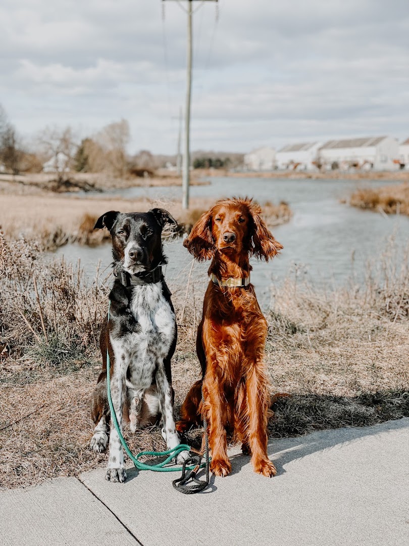 The Hiking K9 Dog Training