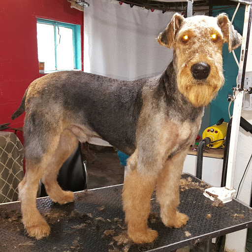 Pet Groomer «Precious Paws Pet Grooming», reviews and photos, 1807 Franklin St, Michigan City, IN 46360, USA