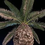 Photo n°7 de l'avis de Laura.g fait le 16/08/2022 à 23:12 sur le  Island Beach Club à Porto Cesareo