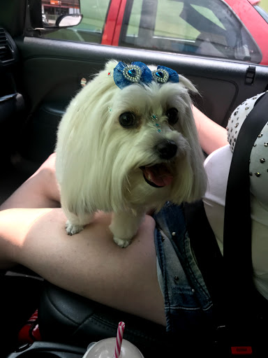 Centro Veterinário Suporte Animal em São Paulo - SP