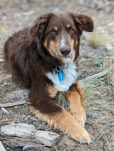 Pet Store «Healthy Pets Mountain West», reviews and photos, 2352 Fort Union Blvd, Cottonwood Heights, UT 84121, USA