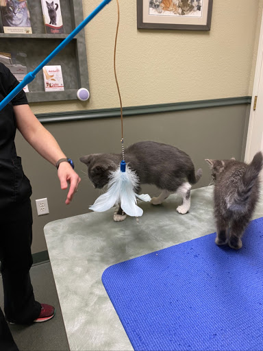 Check In Veterinary image