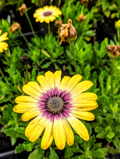 Florist «Larsen Florists & Greenhouses», reviews and photos, 1342 W Glen Flora Ave, Waukegan, IL 60085, USA