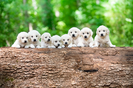 Syrah Goldens