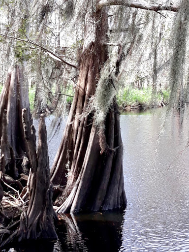 Tourist Attraction «Twister Airboat Rides», reviews and photos, 8199 W King St, Cocoa, FL 32926, USA