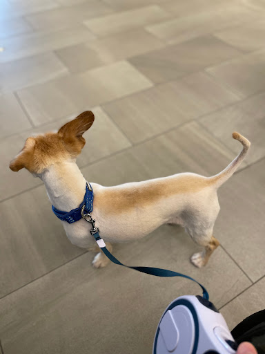 Pet Supply Store «Petco Animal Supplies», reviews and photos, 438 Southbridge St, Auburn, MA 01501, USA