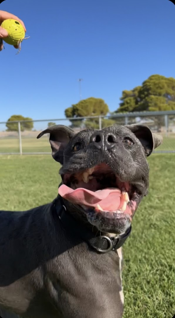 Parker's Pack Dog Training