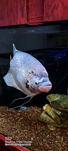 Pet Store «The Aquarium & Fish Store», reviews and photos, 710 W Lumsden Rd, Brandon, FL 33511, USA