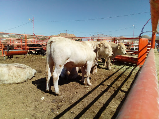 Mercado de ganado Chihuahua
