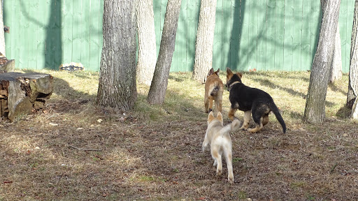 Dog Trainer «Awesome Dawgs Dog Training LLC», reviews and photos, 3052 Pricetown Rd, Temple, PA 19560, USA